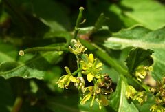 Rorippa indica