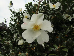 Camellia sasanqua
