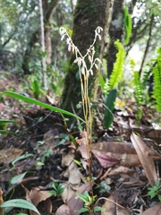Apteria aphylla