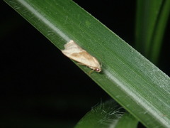 Micrathetis dasarada