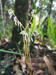Apteria aphylla