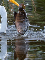 Mayaheros urophthalmus