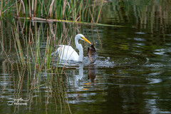 Mayaheros urophthalmus