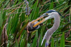 Mayaheros urophthalmus