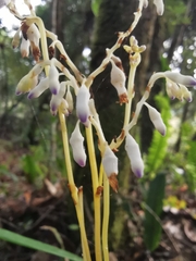 Apteria aphylla