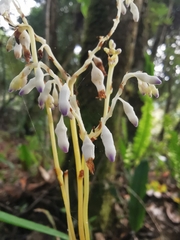 Apteria aphylla