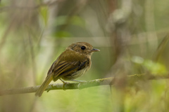 Hemitriccus obsoletus