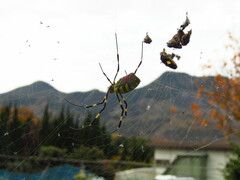 Trichonephila clavata