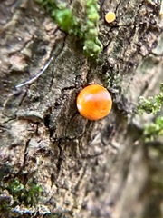 Troides minos
