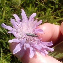 Oedemera