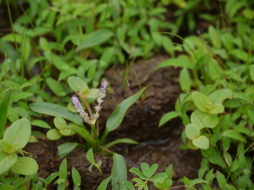 Aponogeton satarensis (Aponogeton satarensis)