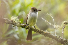 Myiarchus swainsoni