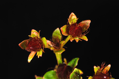 Hypericum cistifolium