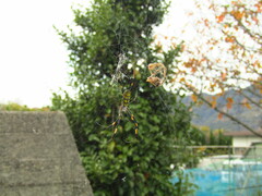 Trichonephila clavata