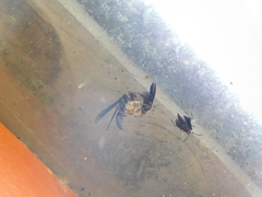 Synoeca septentrionalis