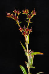 Hypericum cistifolium