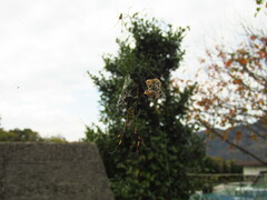 Trichonephila clavata