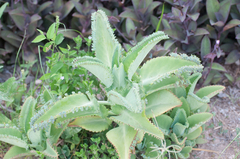 Kalanchoe laetivirens
