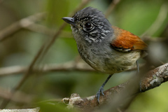 Dysithamnus xanthopterus