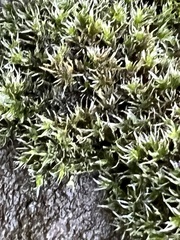 Bryophyta