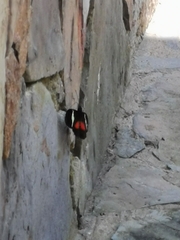 Heliconius clysonymus