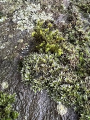 Bryophyta