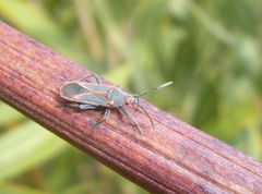 Caenocoris nerii