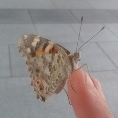Vanessa cardui