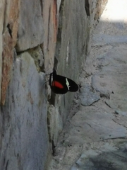 Heliconius clysonymus