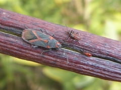 Caenocoris nerii