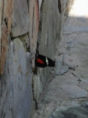 Heliconius clysonymus