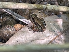 Micrixalus niluvasei