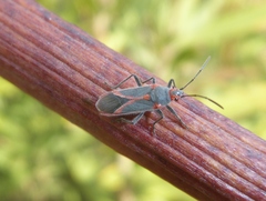 Caenocoris nerii