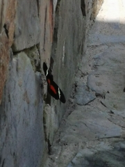 Heliconius clysonymus