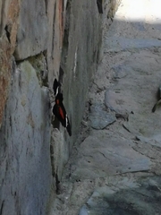 Heliconius clysonymus