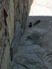 Heliconius clysonymus