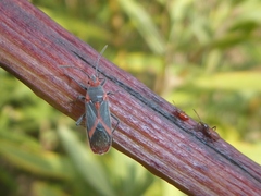Caenocoris nerii