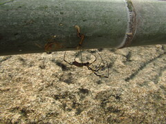 Trichonephila clavata