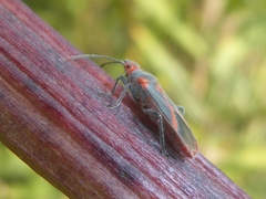 Caenocoris nerii