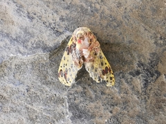 Symphlebia