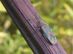 Caenocoris nerii