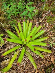 Vriesea