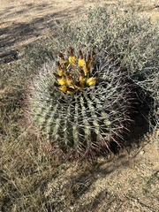 Ferocactus emoryi