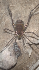 Gonyleptidae