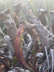 Sarracenia