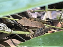 Indosylvirana