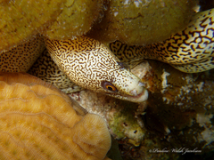 Gymnothorax miliaris