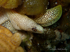 Gymnothorax miliaris