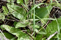 Ophrys tenthredinifera