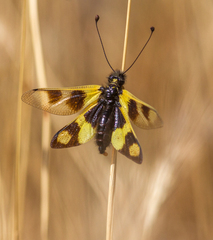 Libelloides macaronius